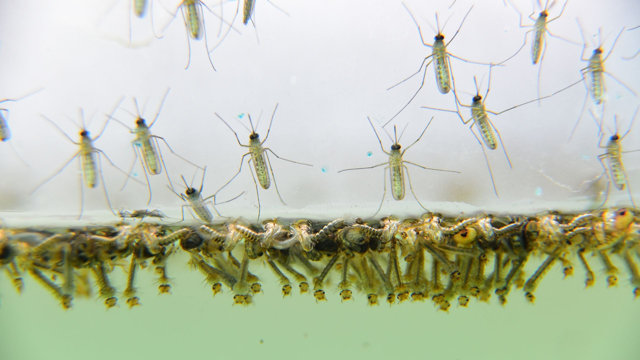 Mosquito Larvae Emerging