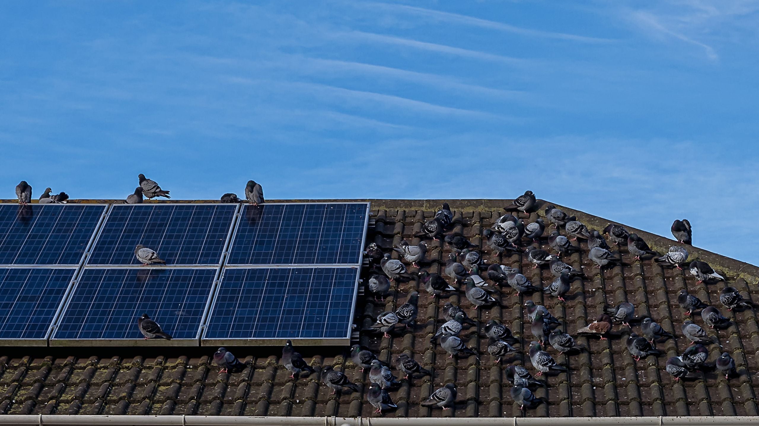 Pigeons nesting under solar panels