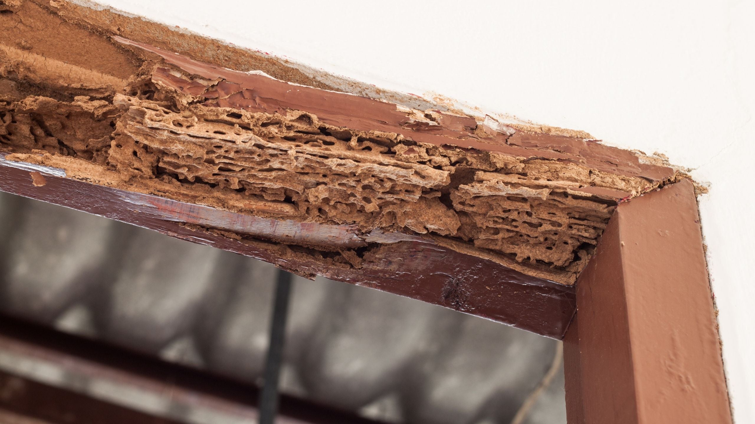 Termite damage in door frame