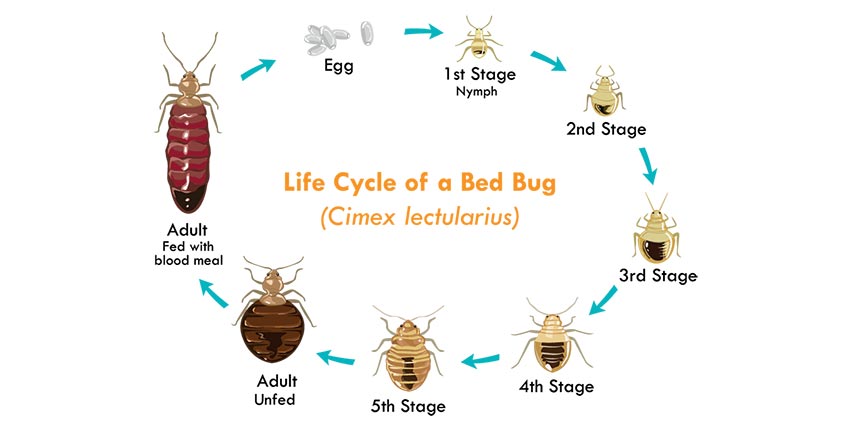 Bed Bug Lifecycle