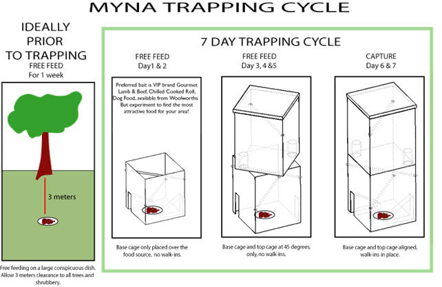 Myna Trapping Cycle
