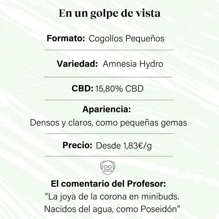Pequenos botões de flor aromática com 15,80% de CBD - La Cordobesa Amnesia Hydroponic