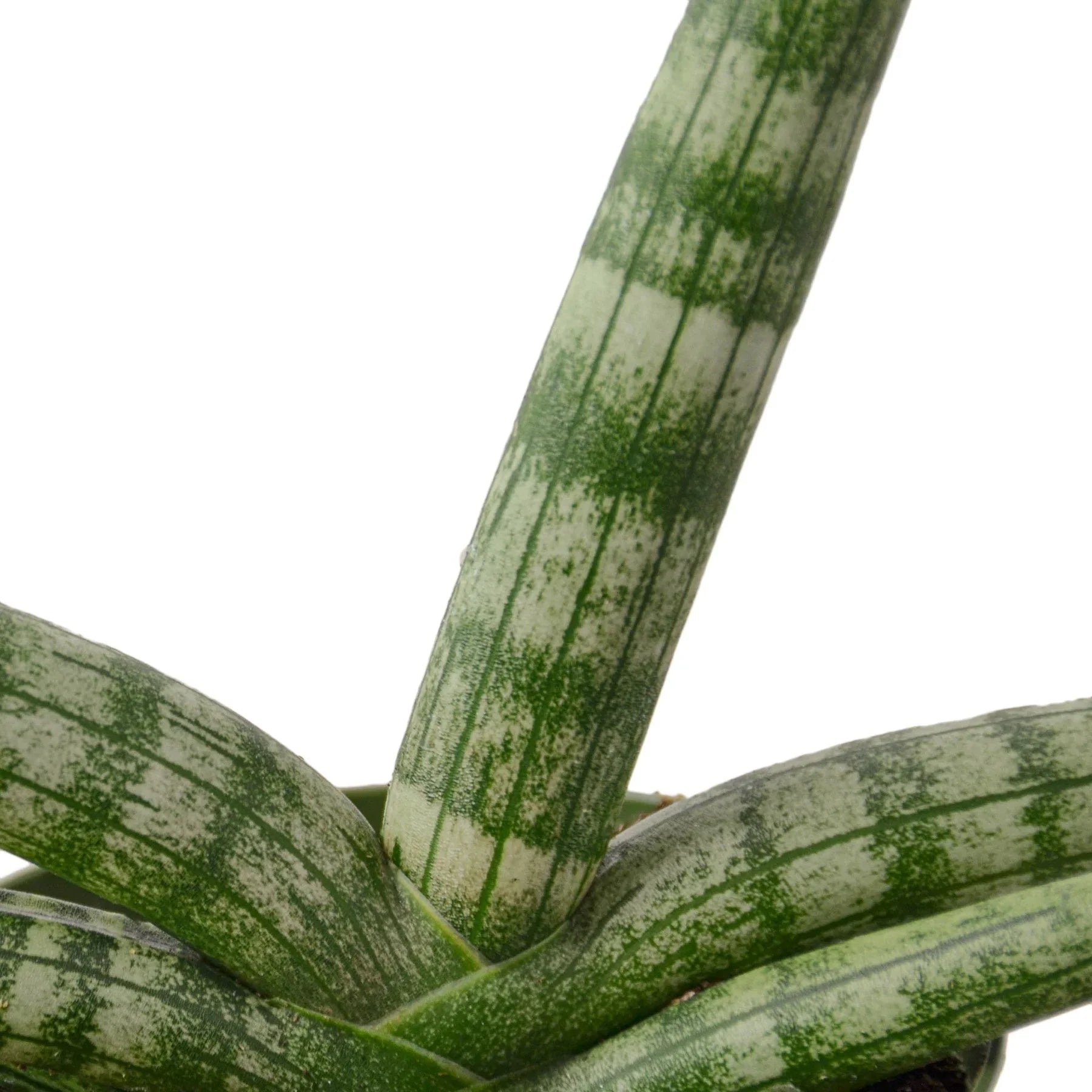 Thumbnail for Snake Plant Starfish