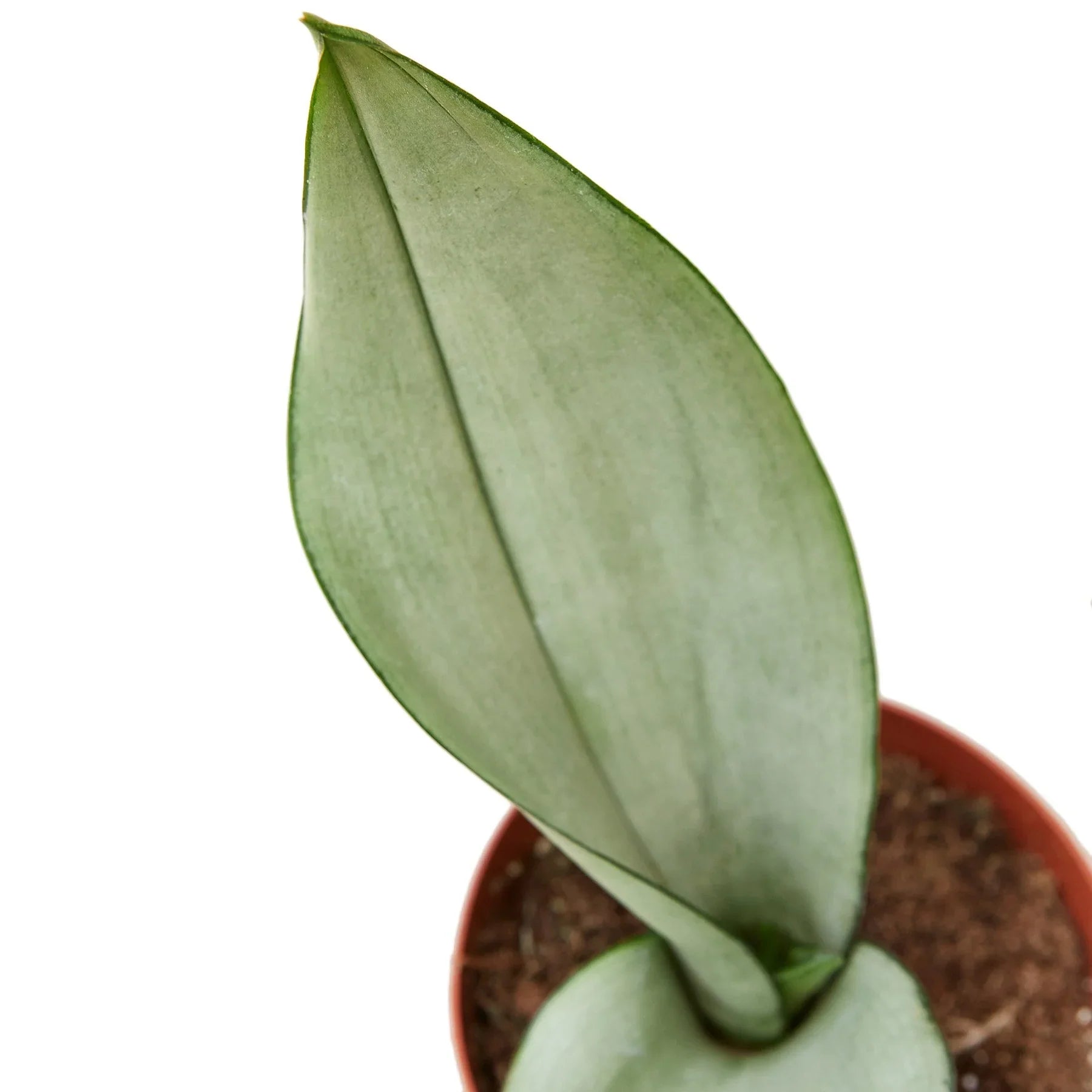 Thumbnail for Snake Plant Moonshine