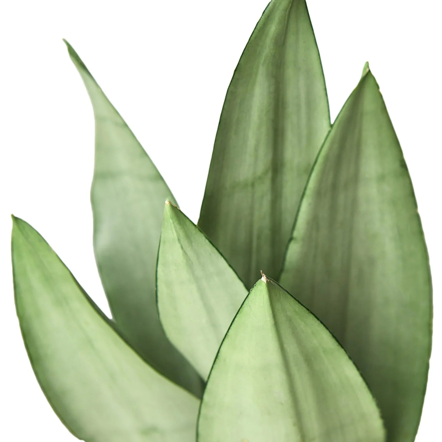 Thumbnail for Snake Plant Moonshine