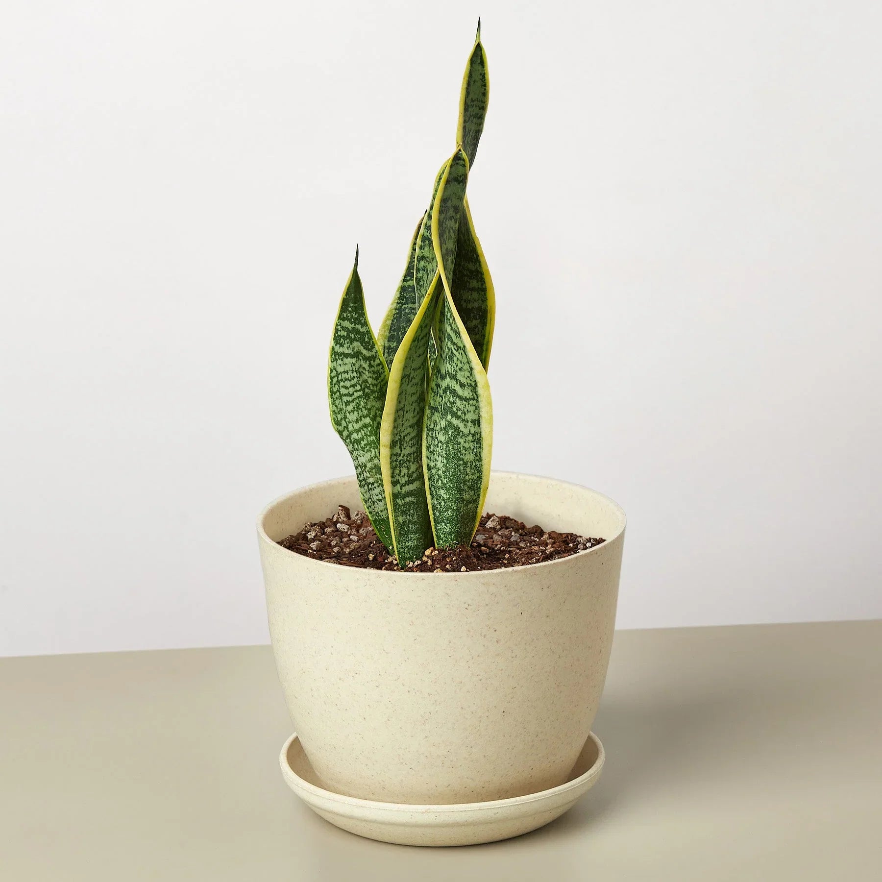 Thumbnail for Snake Plant Laurentii