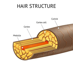 Human Hair Diagram