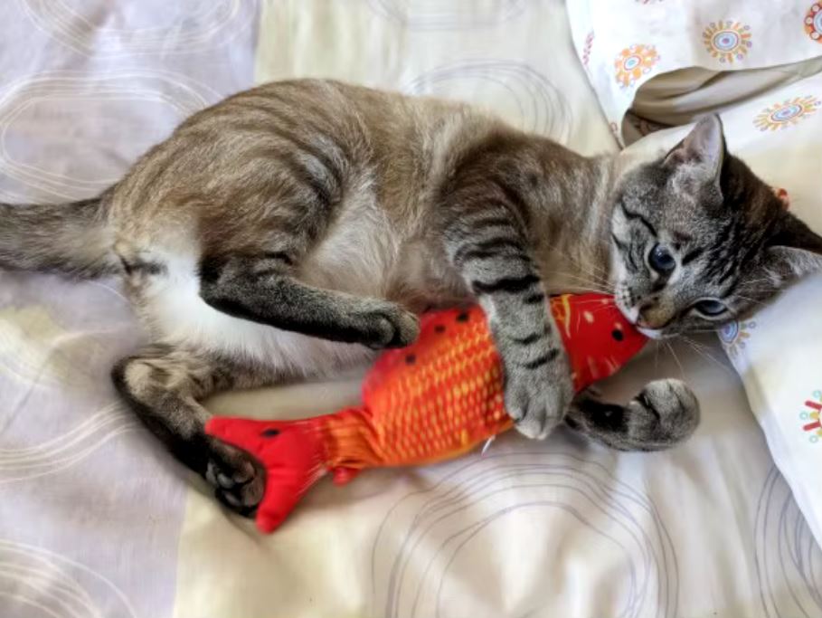 Young gray and white striped cat playing happily on bed with red FLOPPY FISH™ interactive cat toy