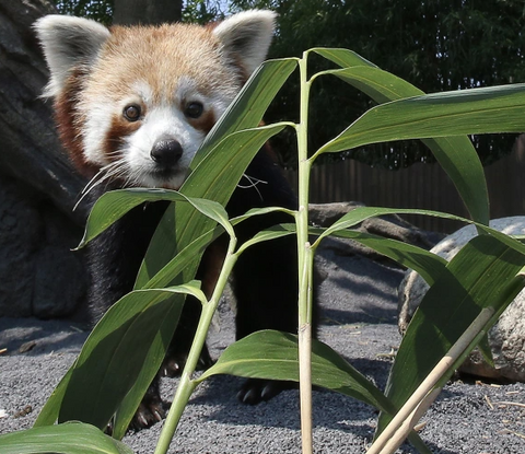 Fox peering out from behind bamboo shoots