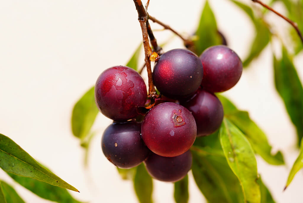 Camu Camu plant