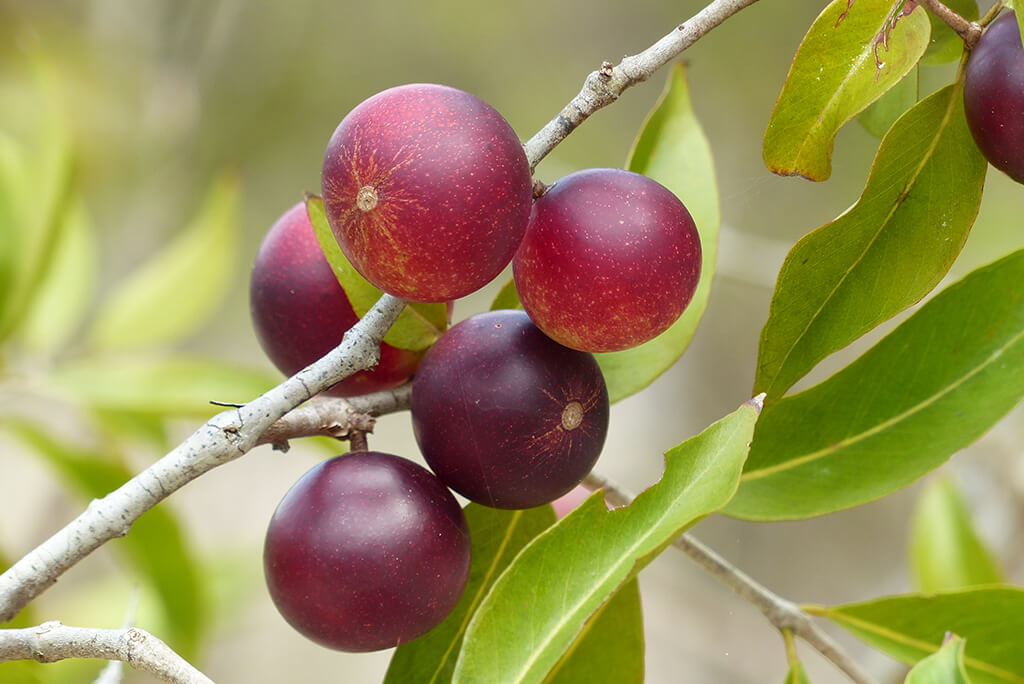 Camu Camu Plant