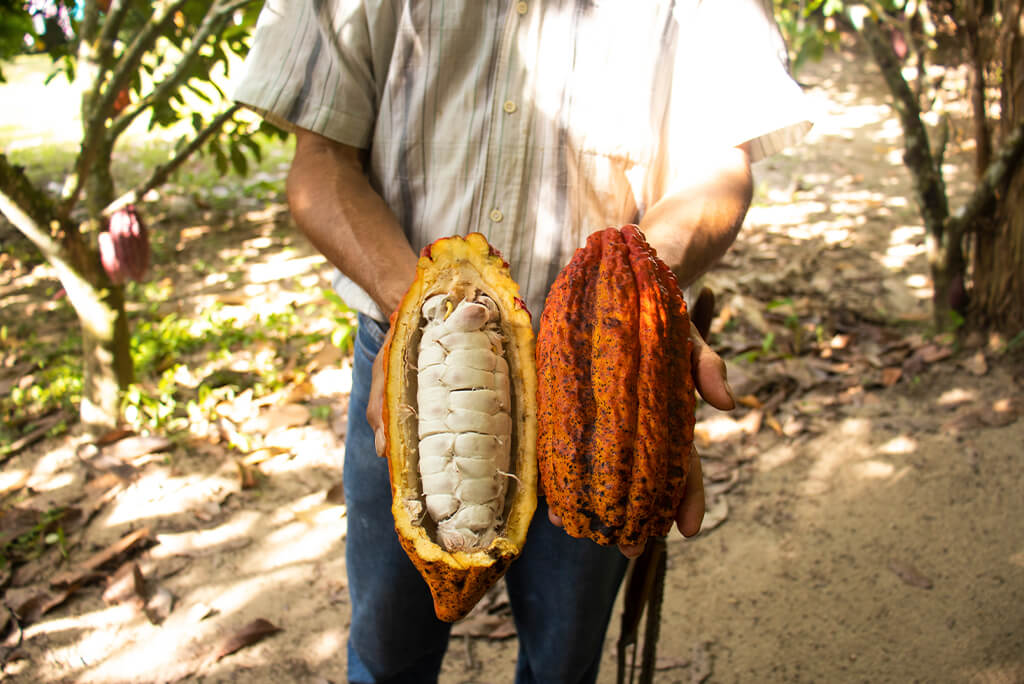 man holding cacao fruit