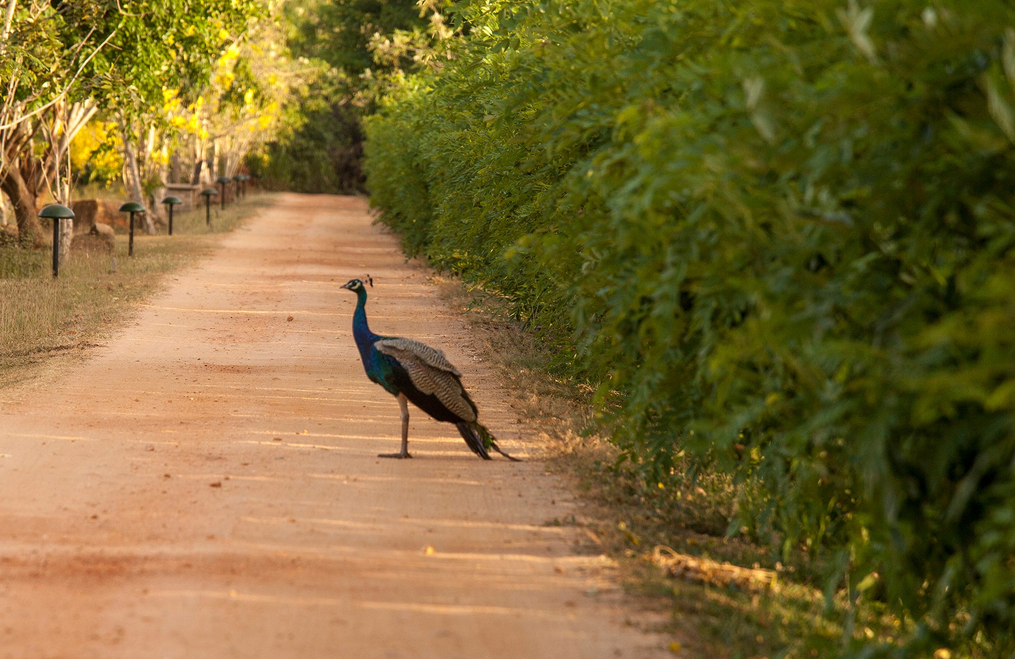 Peacock Sri Lanka Ulagalla