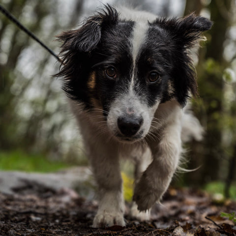 Guide Perfect Dog Leashes