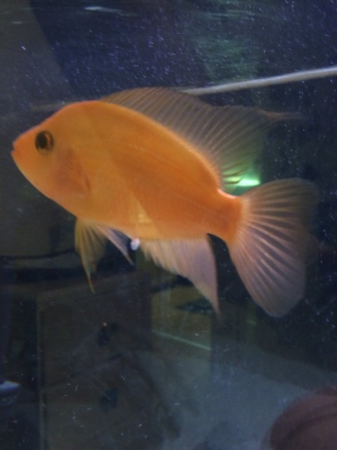 Red Devil Cichlid