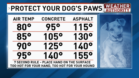 Asphalt Temperature Guide For Puppy Safety