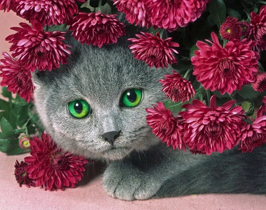 Diamond Painting - Sannadorable - Flower Kitty 
