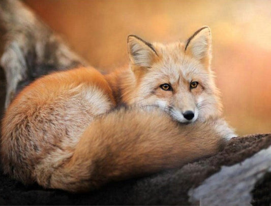 Adorable Fox - Paint by Diamonds – All Diamond Painting