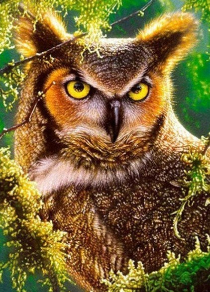 Owl Reading Book Diamond Painting kit – All Diamond Painting