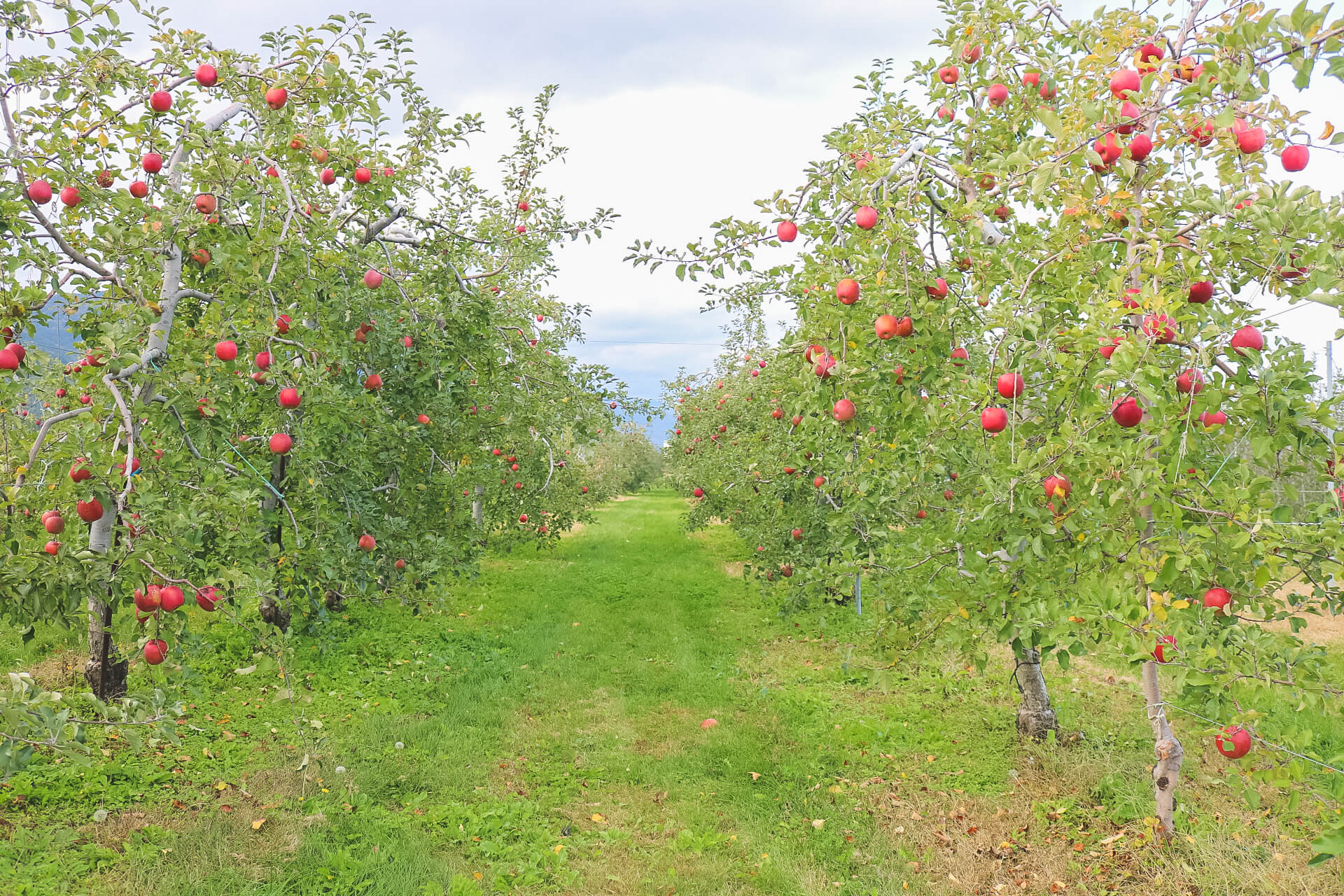 にわやまふぁーむのりんご畑