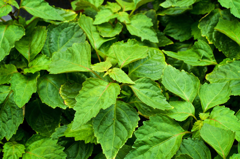 patchouli plant fresh mint