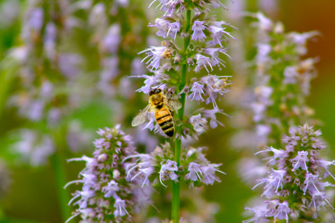 patchouli plant with a bee next to it