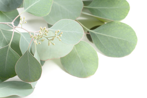 close up of eucalyptus plants for essential oil