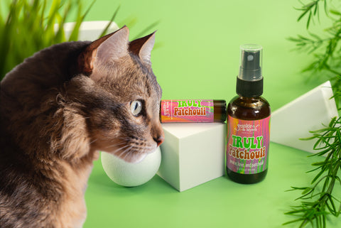 cats and essential oils