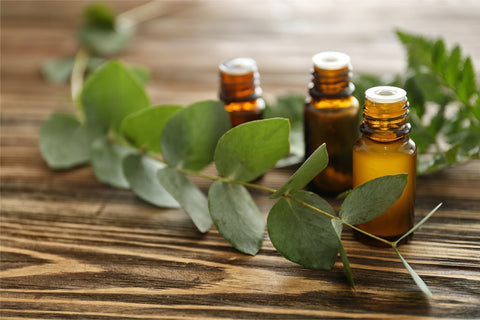 eucalyptus essential oils