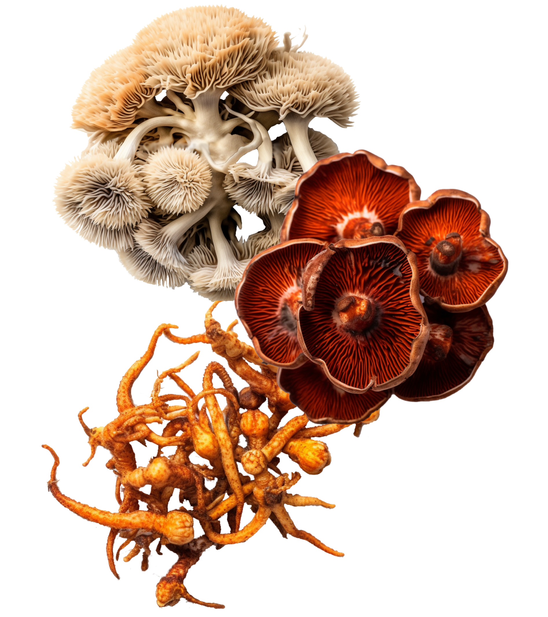 Reishi mushroom with bio-active compounds highlighted: ganoderic acid A, 1,3 and 1,6 beta-glucans, sterols. Lions Mane mushroom with bio-active compounds highlighted: hericinones, erinacines, 1,3 and 1,6 beta-glucans.Cordyceps mushroom with bio-active compounds highlighted: cordycepin, adenosine, mannitol, 1,3 and 1,6 beta-glucans.