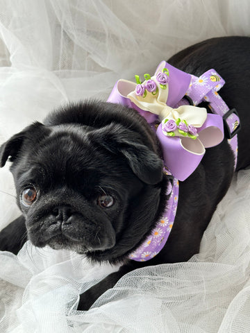 Little Pug Beatrix in Sprinkle Pups Bee my Honey adjustable harness and Purple Posies harness charm