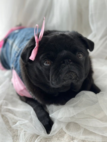 Little Pug Beatrix in Sprinkle Pups Denim Vest and TShirt Dress