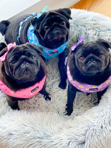 Sprinkle Pups harnesses are a perfect fit for pug and french bulldog body shapes