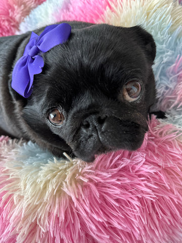 Little Pug Bea in Sprinkle Pups Picture Perfect Bow