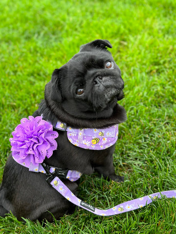 Little Pug Beatrix in Sprinkle Pups Bee My Honey adjustable harness and leash with Beautiful Flower Dog Harness Charm