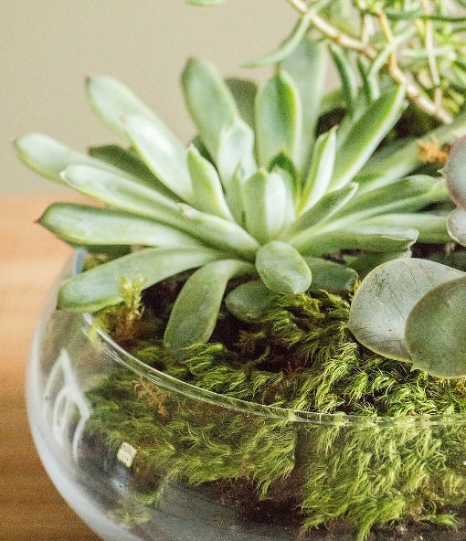 DIY Moss Bowl – Quality Growers Floral Company