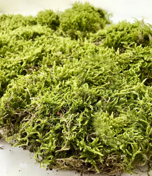Kaveno Sheet Moss Preserved Upgraded Dried Grass Green for Fairy Gardens,  Terrariums, Any Craft or Floral Project or Wedding Other Arts, 16 x 7.2