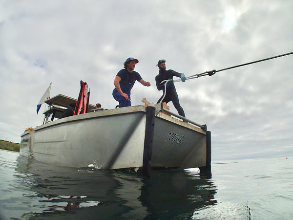 Southern Seagreens in action