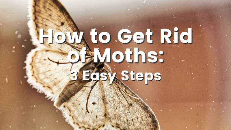 Moth Control - How to Use Cedar Oil to Control Moths