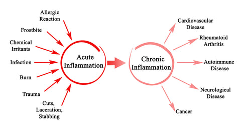 An image of acute and chronic inflammation with informational text describing the conditions that characterize each. Informational text is described below.