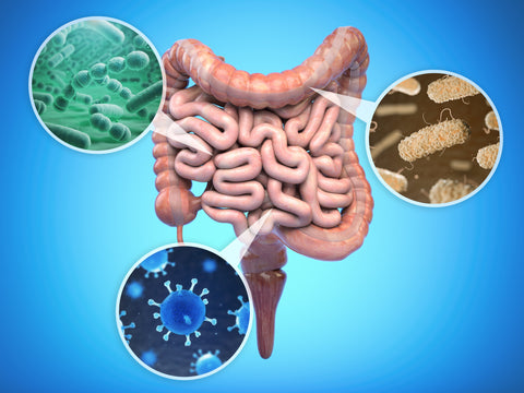 A graphical image of human intestines and intestinal flora.