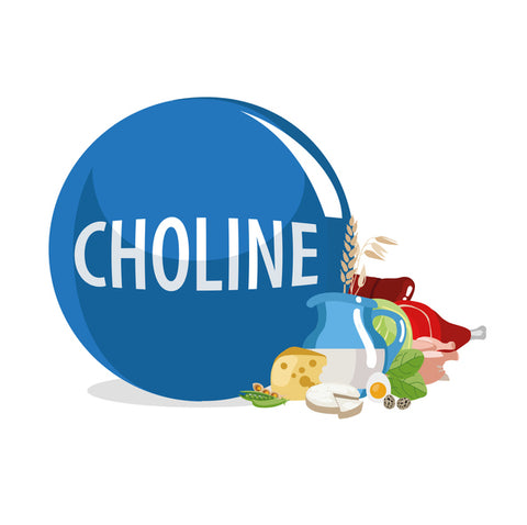 A graphical image of the word Choline printed on a large blue globe with choline-rich foods, such as milk, cheese, and chicken beside the globe. 
