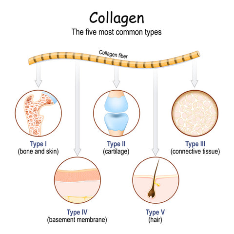 An infographic of the types of collagen fibers with text that reads Collagen the five most common types. Collagen fiber. Type 1 bone and skin, Type II cartilage, Type III connective tissue, Type IV basement membrane, Type V hair.
