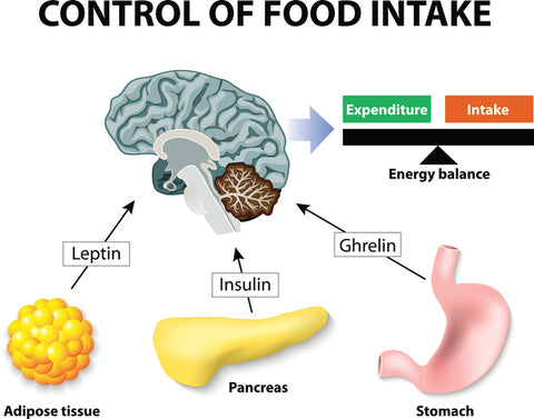 A graphical illustration of the hormones and organs involved in weight control with text that reads control of food intake. Energy balance, Expenditure, Intake, Leptin, adipose tissue, insulin, pancreas, ghrelin, stomach. 