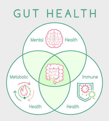 An infographic with intersecting circles and cartoon images describing three crucial aspects of gut health with text that reads gut health, mental health, metabolic health, immune health. 