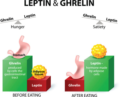 A graphic image showing the effects of leptin and ghrelin on food intake with cartoon images of the stomach and adipose tissue with explanatory text. The explanatory text is described below.