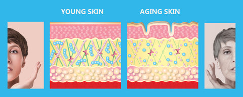 young skin and aging skin