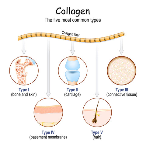 An infographic of the five most common types of collagen fibers with text that reads Collagen the five most common types. Collagen fiber. Type I bone and skin, Type II cartilage, Type III connective tissue, Type IV basement membrane, Type V hair. 