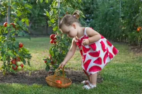 Young girl picking tomatoes