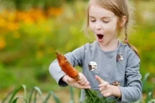 Young girl picking carrots